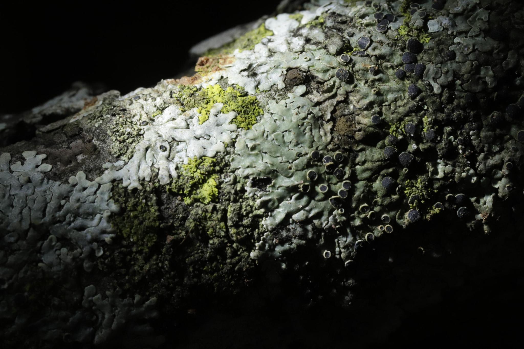 A close up photo shows the structures of lichens on a wooden branch. The lichens form thick, nested structures and have colors ranging from a greyish blue to dark violet spots. In between, the brown structures of the bark come through, which are partially covered with fine moss.