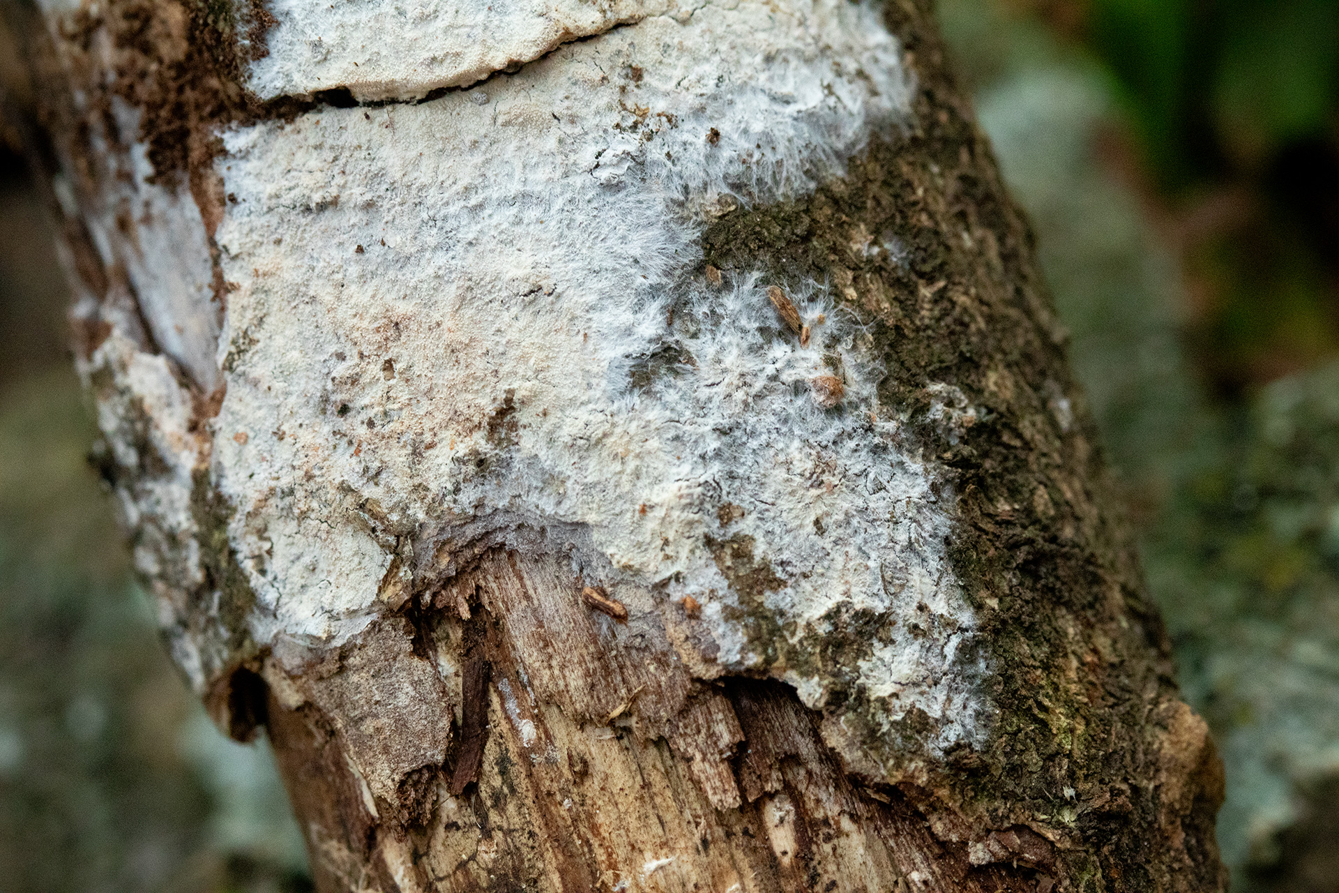On the bark of a branch, a fine white network of mycelium spreads out. The mycelium is white, and very fine, so that its edges resemble fine fibers.
