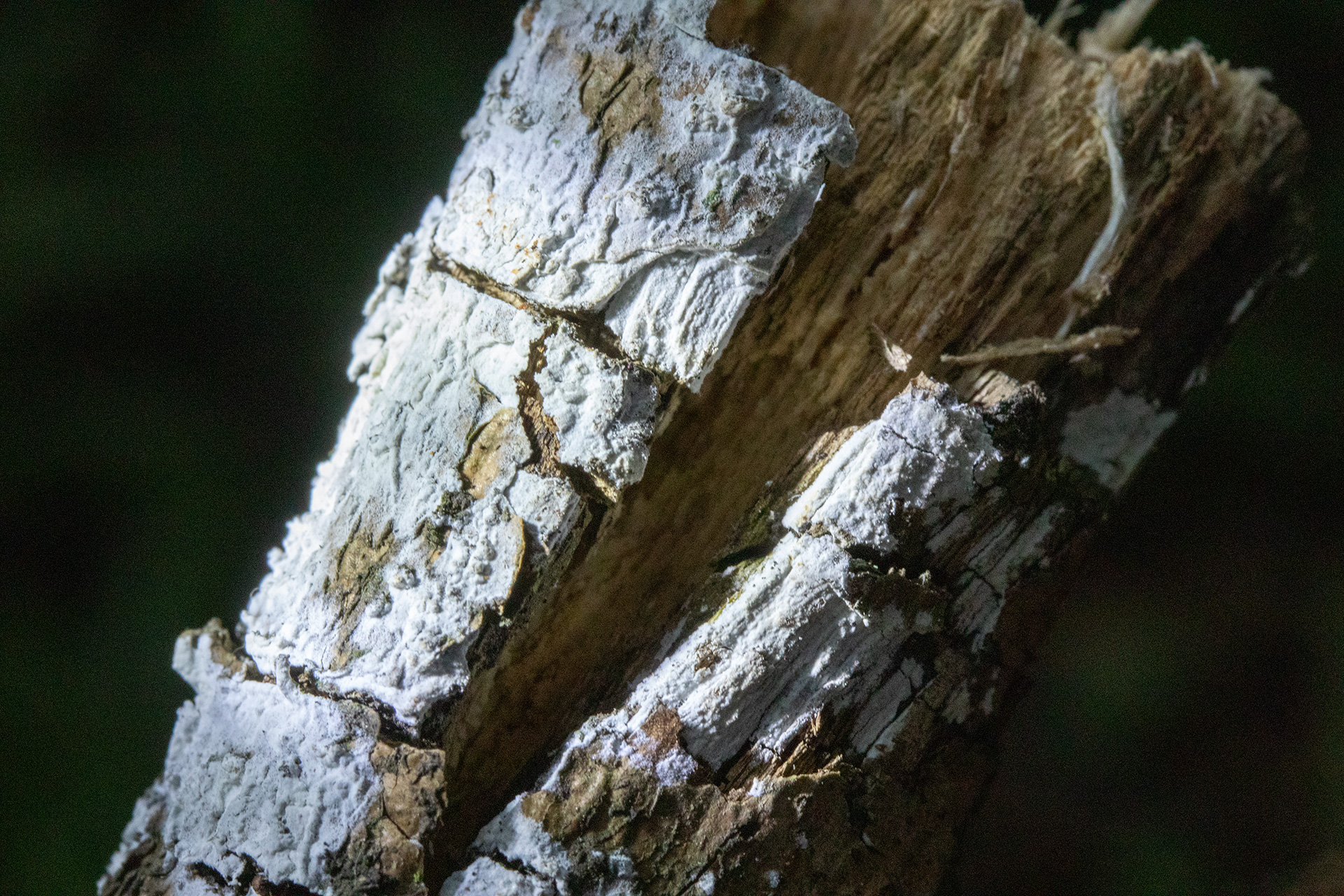A branch is covered in white mycelium from its outside, whereas its inside is visible through a split in the wood that shows that it is actually hollow. The bark cracks at different positions, and the mycelium grows around these cracks.
            