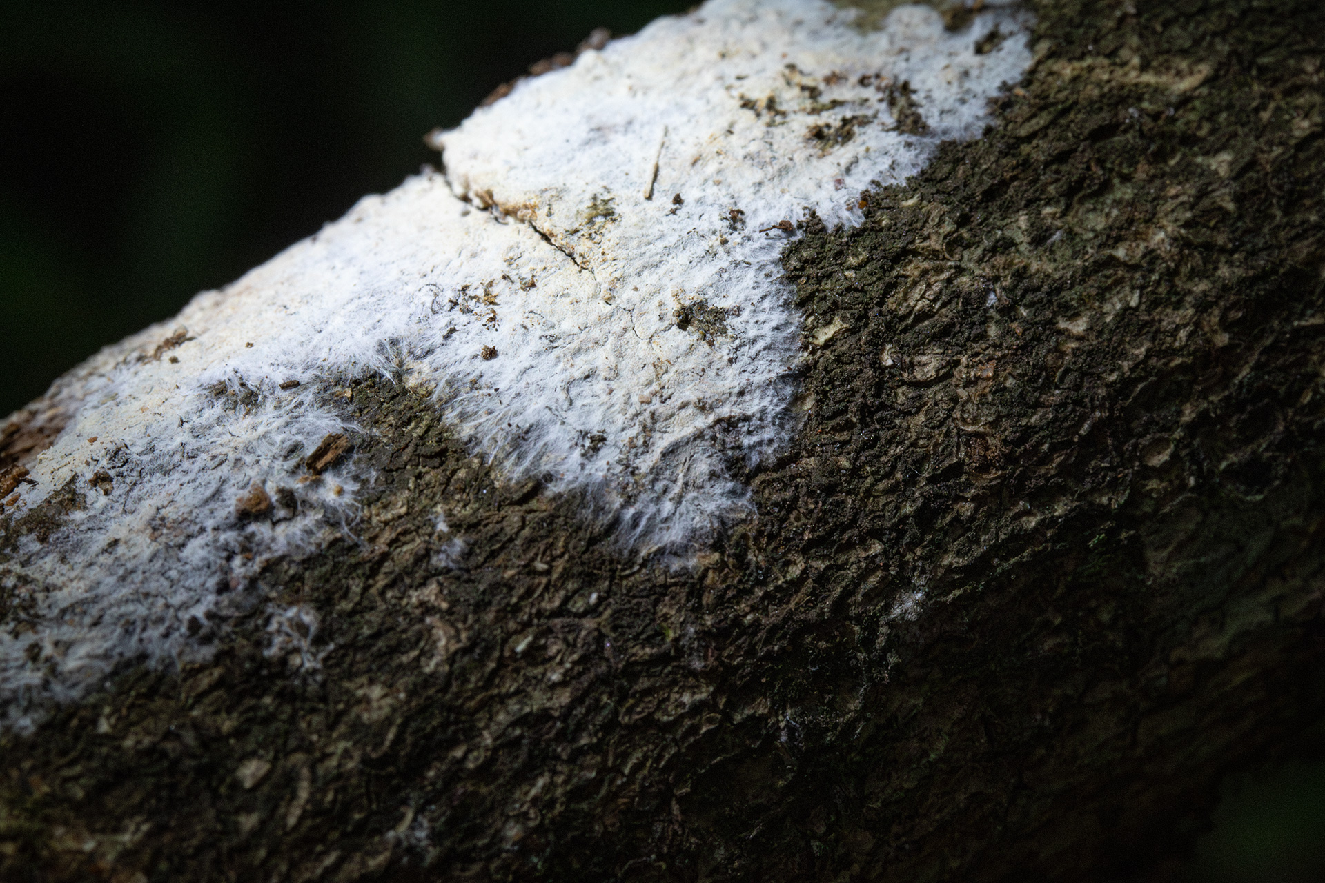 On a piece of bark, a fine white network of mycelium spreads out. The way the closeup is taken, the mycelium is well lit and sits atop the wooden structure like snow sits on the ground on a cold day.
            