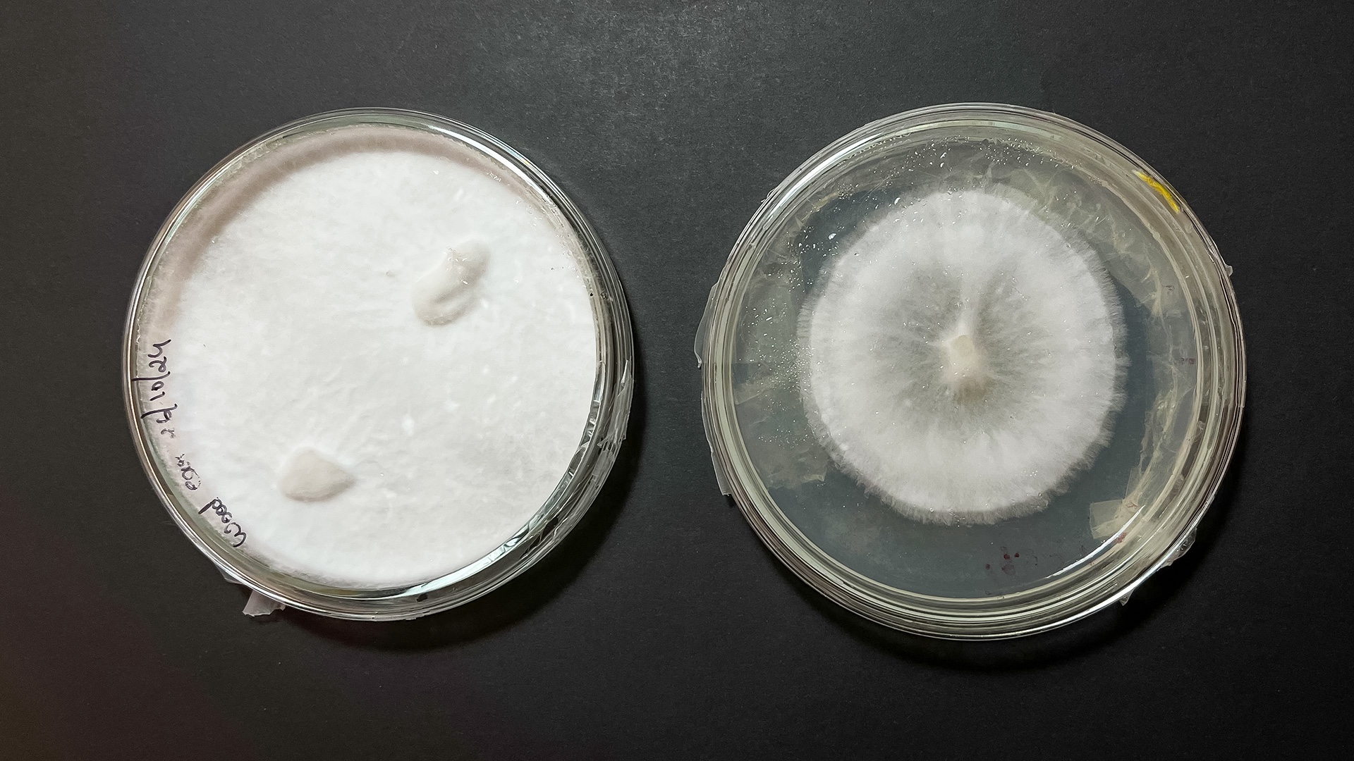 Two petri dished show mycelium growth: The one on the left is from a woodear fungi and is mostly white with two mushroom-like strucutres emerging from it, and the other one is circular mycelium from a reishi fungi.