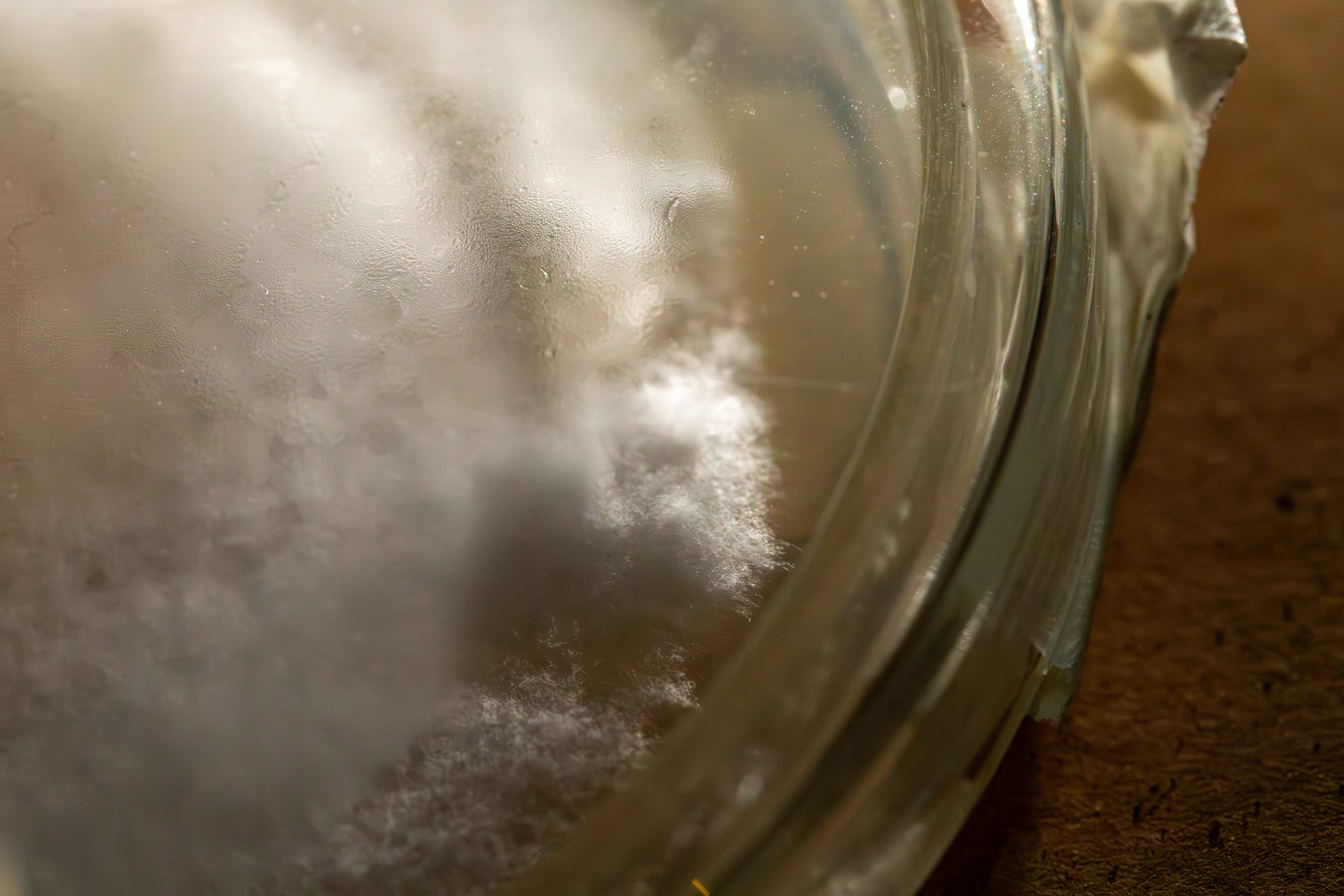 Close-up of a Petri dish containing white,fluffy mycelium growth on a transparent surface. The background is blurred, with a wooden tabletop partially visible.