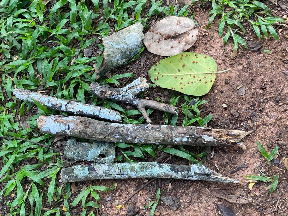 Five branches and logs of varying sizes have been arranged on the floor and photographed from above, with bark and two leaves next to them. On the branches, lichens and mycelium networks grow. The leaves are covered with small red dot-like structures of unknown origin. This photo shows the same elements as the close ups and gives a sense of scale.